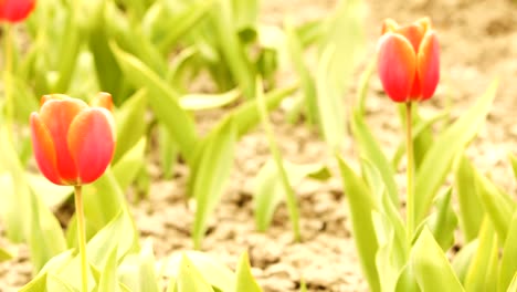 los tulipanes rojos ondeando en el viento