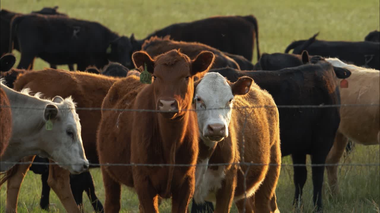 Closeup of a herd of cows eating grass in a field of green grass on a farm during evening sunset.