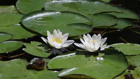 lirios de agua blancos, verano, inglaterra, reino unido