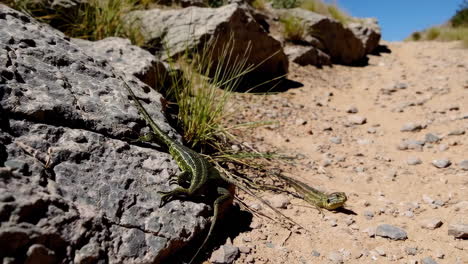 two lizards on a mountain trail