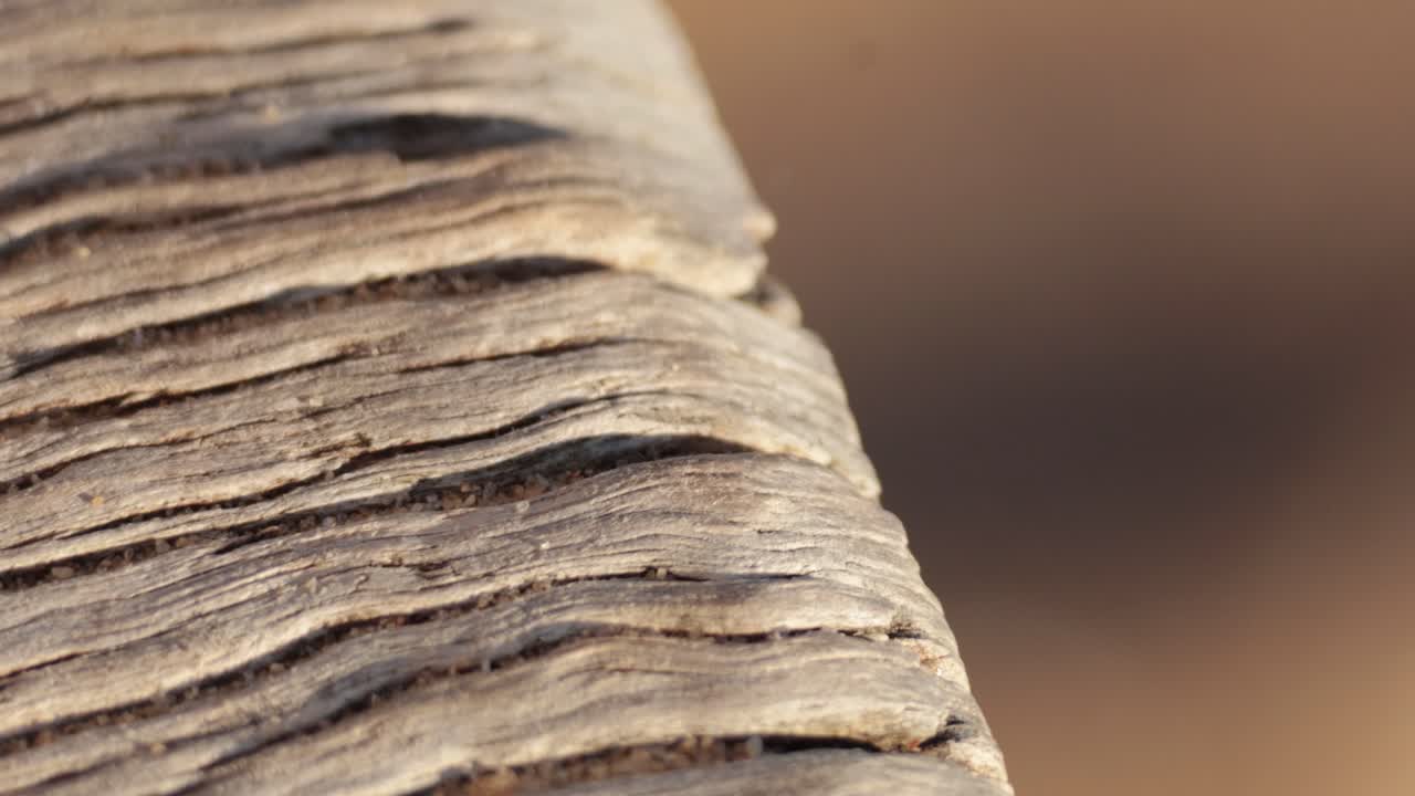 나무 표면 을 가로질러 움직이는 새끼 새끼