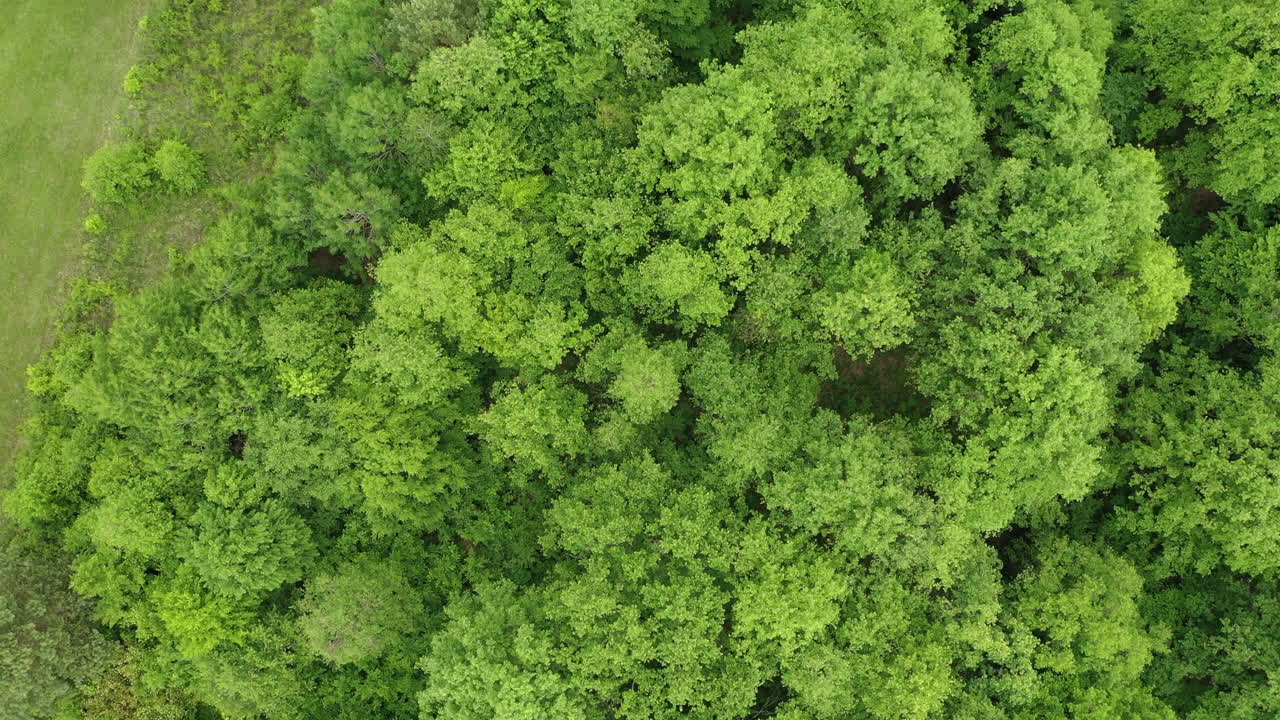 vista aérea del bosque verde en el verano de europa