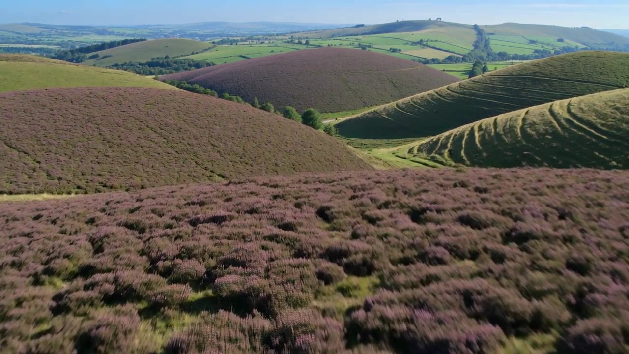 Telecamera drone che si alza in volo rivelando erica viola e colline arrotondate su una brughiera di montagna, riprendendo i campi.