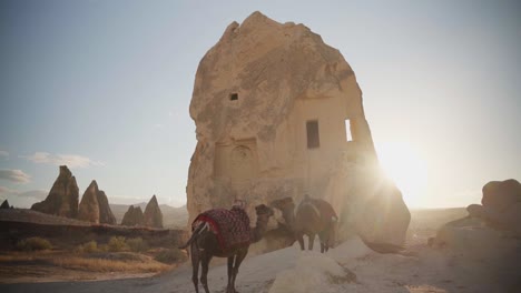 camellos con casas cueva de piedra en el safari park tour en capadocia, turquía