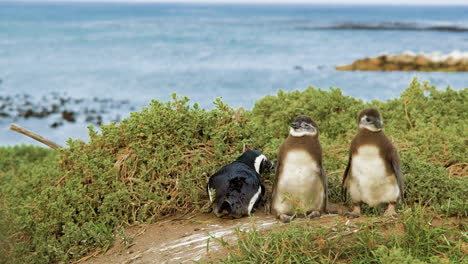 polluelos de pingüinos africanos que mantienen el equilibrio mientras casi son volados por el viento