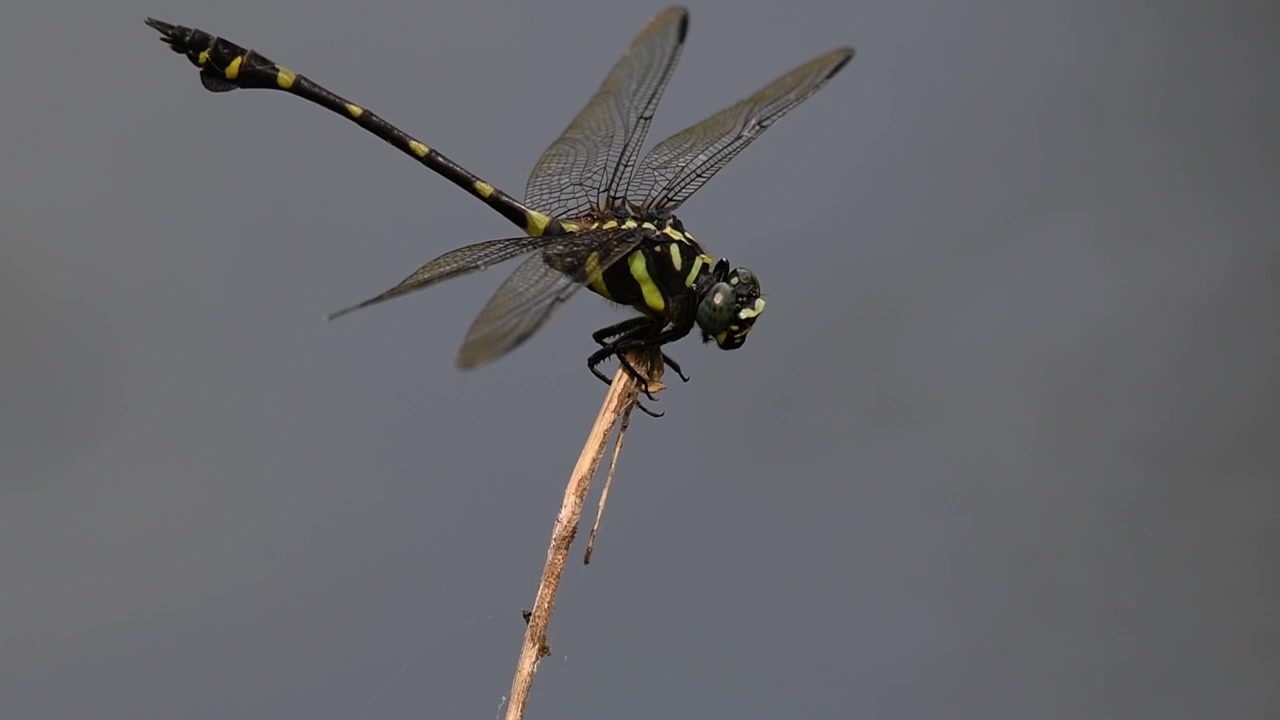 La libellula coda a spatola comune è diffusa in Thailandia e in Asia.