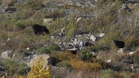 osos negros en el parque nacional de los glaciares alimentándose al final de la temporada, una mamá y su cachorro