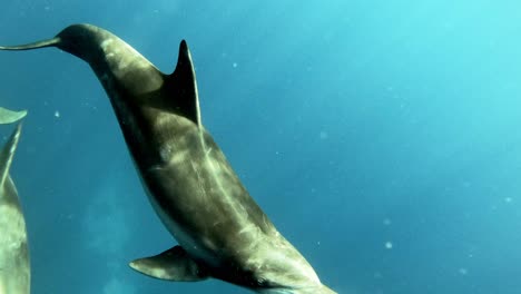 Ein-Paar-Große-Tümmler,-Die-Unter-Dem-Hellblauen-Meer-Schwimmen---Unter-Wasser---Zeitlupe