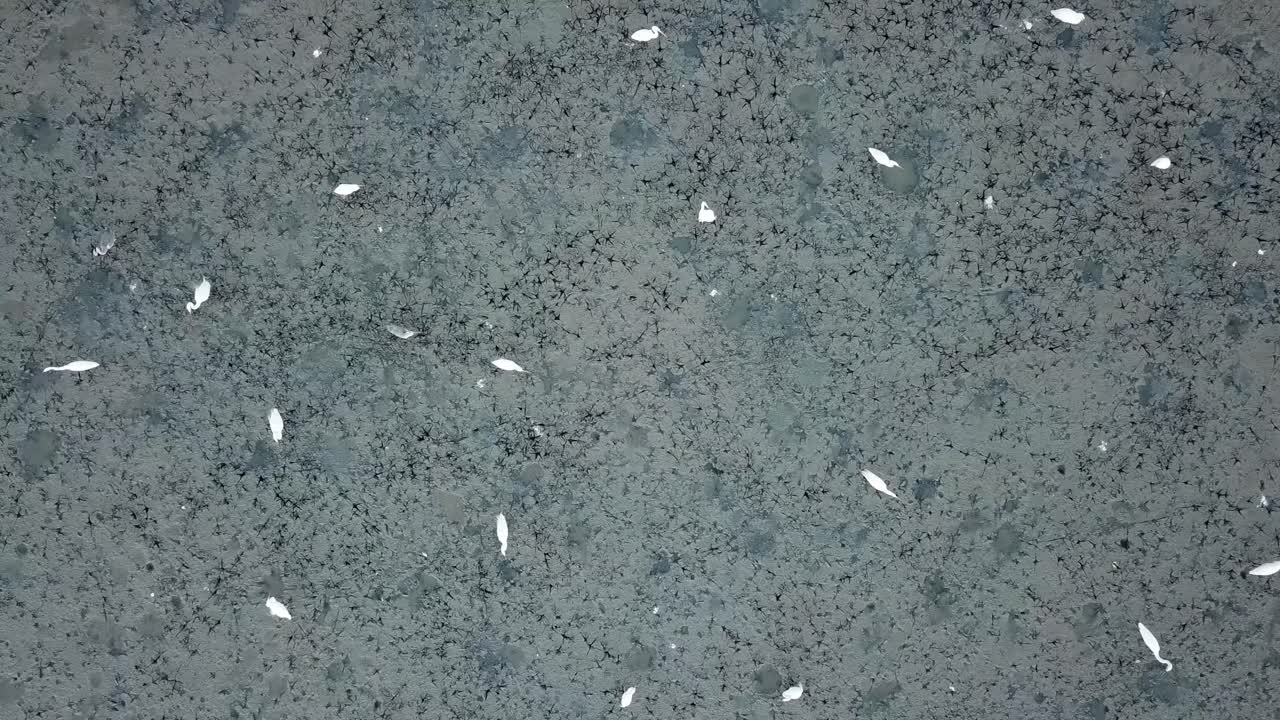 Foot print of crane birds at the swamp at Penang, Malaysia.