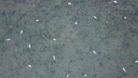 foot print of crane birds at the swamp at penang, malaysia.