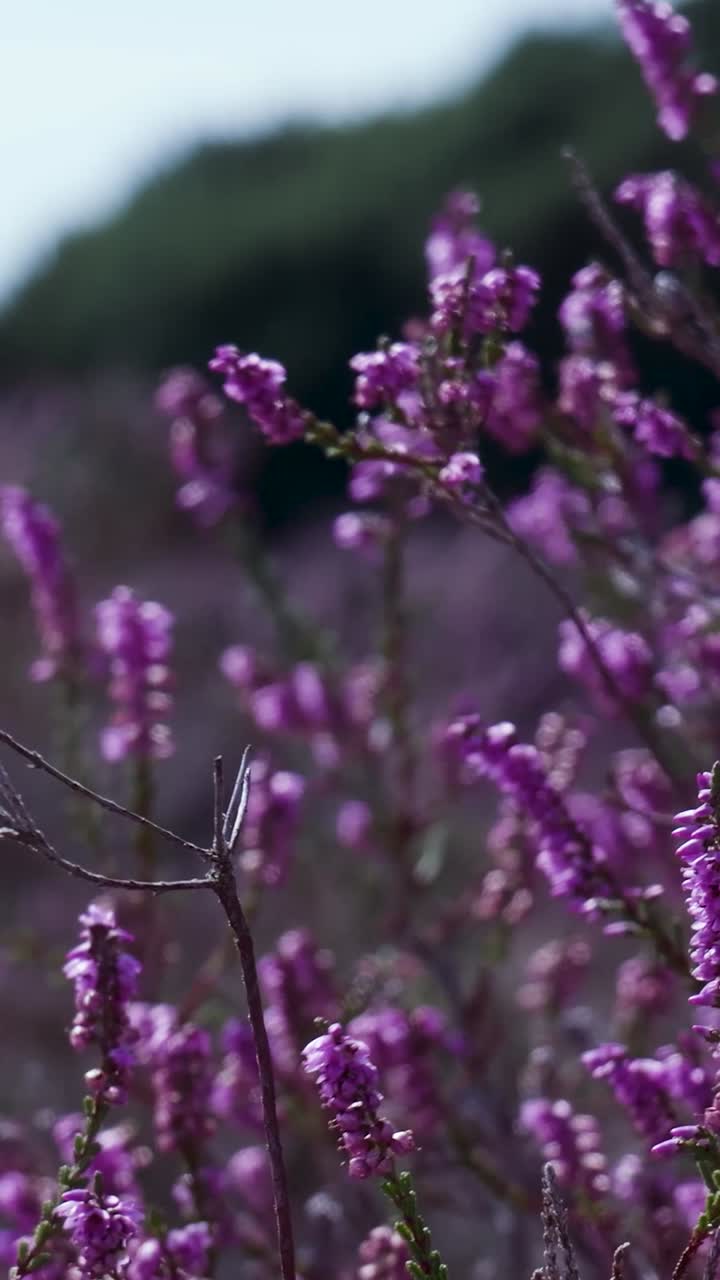 Primo piano di fiori di erica viola in fiore.