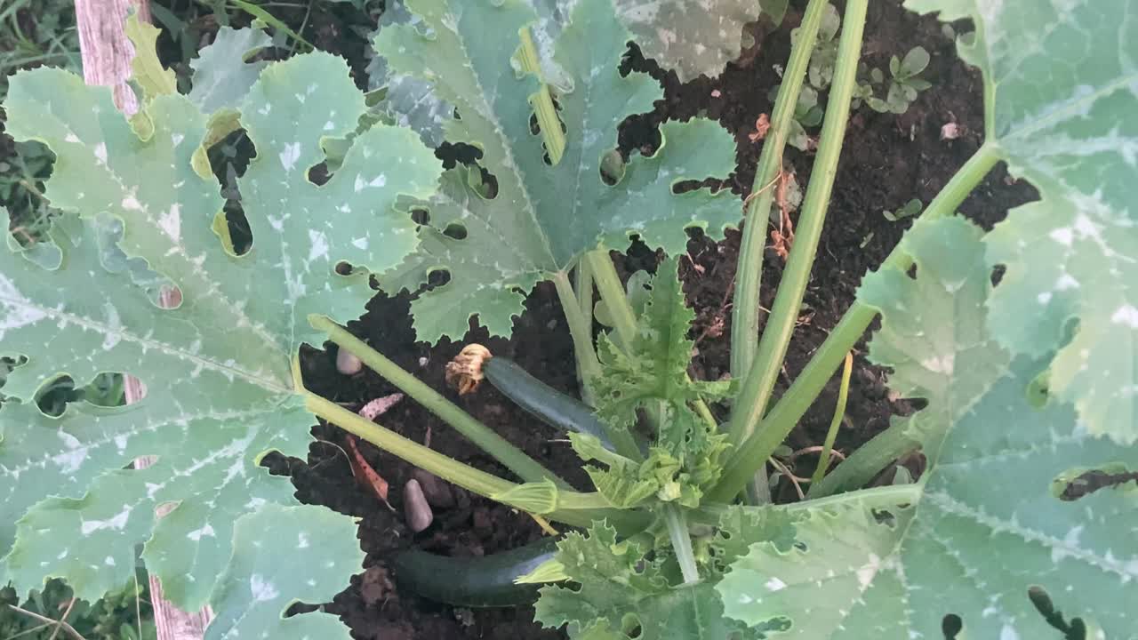 Aerial-style zoom toward a ripe zucchini growing in a garden bed. Surrounded by large green leaves. Rural natural farming, seasonal harvest, and healthy food concept