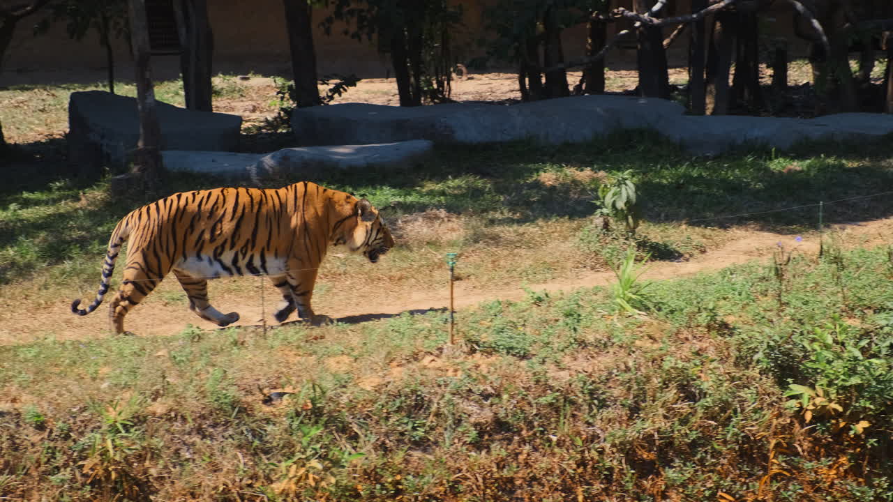동물원 에 있는 호랑이 들