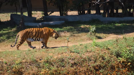 tigres en un recinto del zoológico