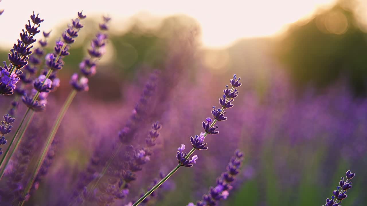 Video ravvicinato di fiori di lavanda al tramonto, con messa a fuoco morbida e stile caldo e sognante, Live desktop