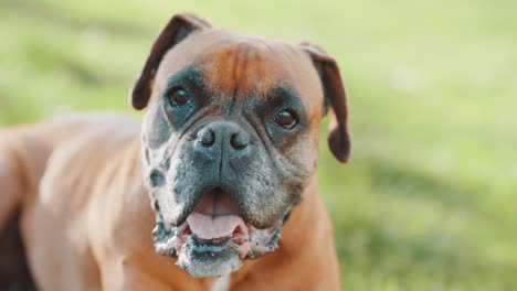 boxer dog looking at camera panting in a field