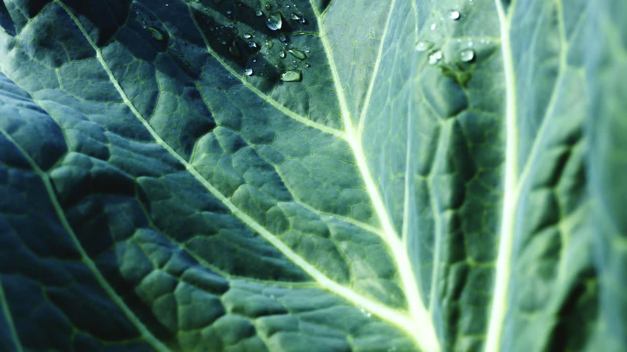 Close-up of a Cabbage Leaf