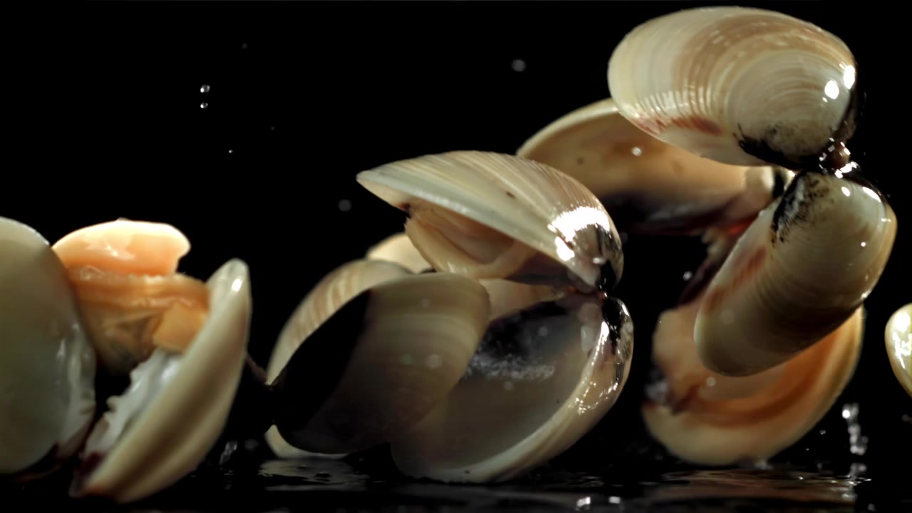 Fresh Clams Falling and Splashing Water on Black Background