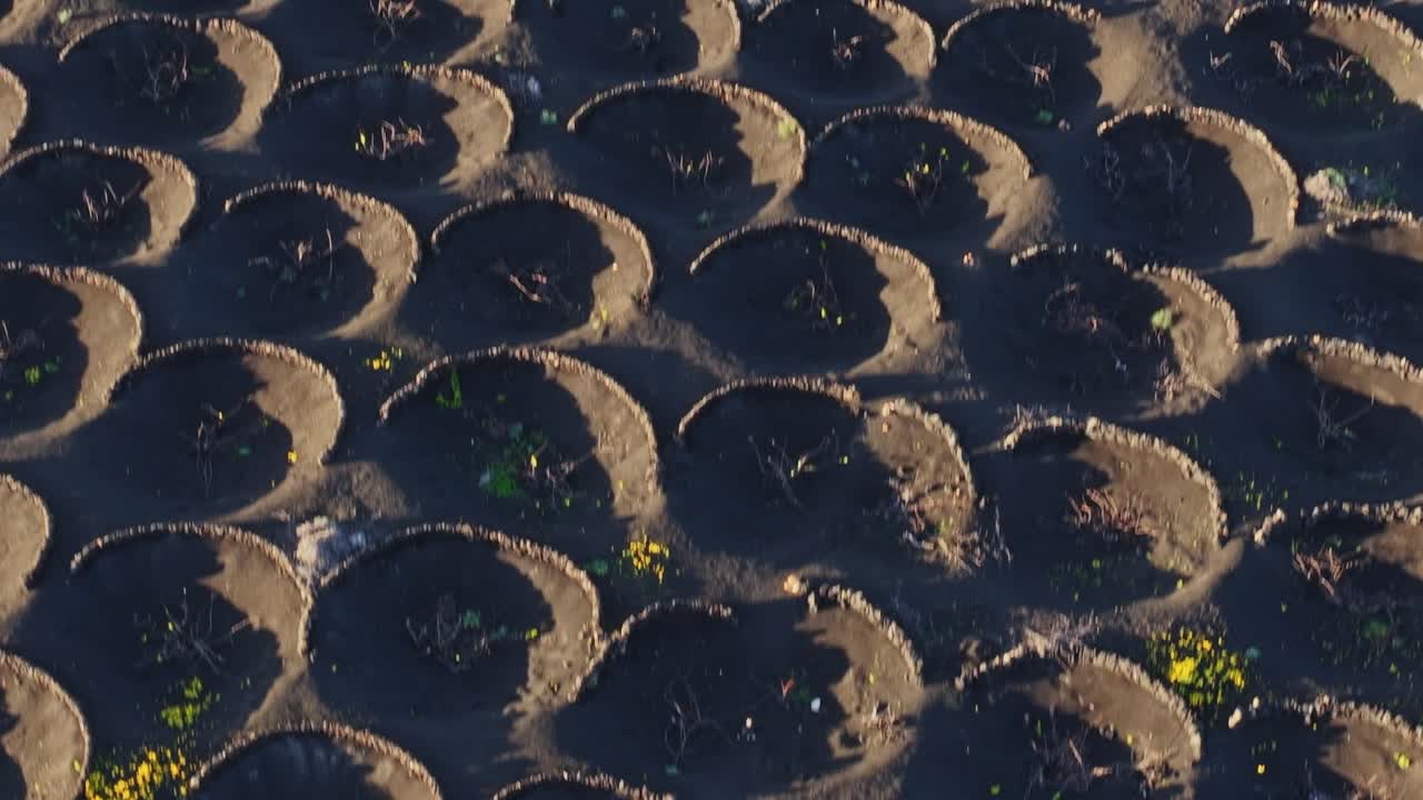 Vineyard fields shaped by volcanic soil in Lanzarote, Spain