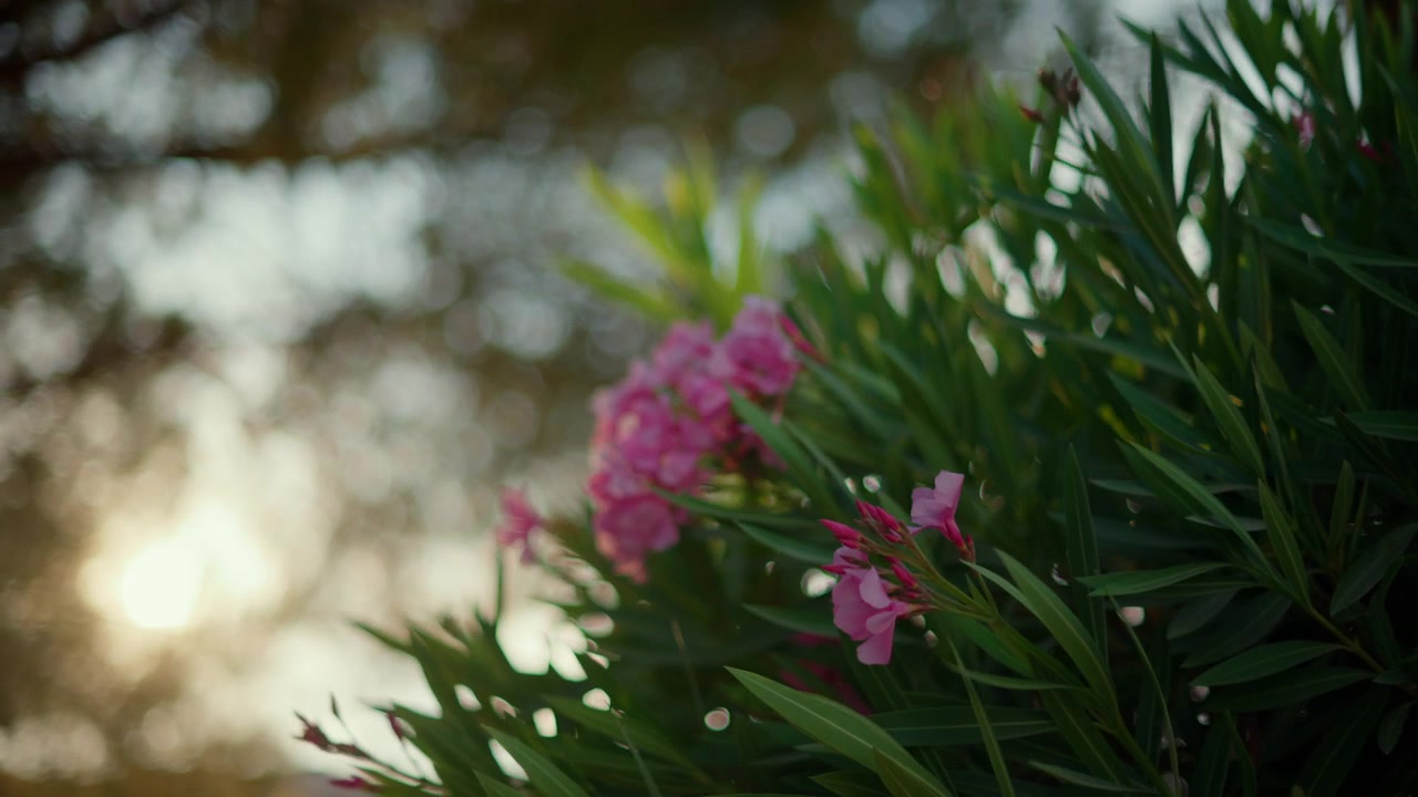 Piante di oleandro che mostrano vivaci fiori rosa e foglie verdi con un bellissimo sfondo bokeh sfocato durante il tramonto.