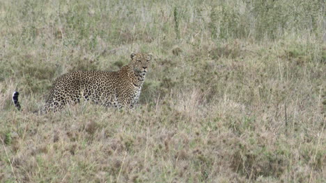 leopard big male, in search for prey, serengeti, tanzania