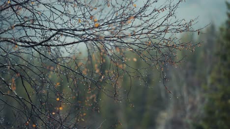 close-up shot of the dark delicate birch tree branches on the blurry background