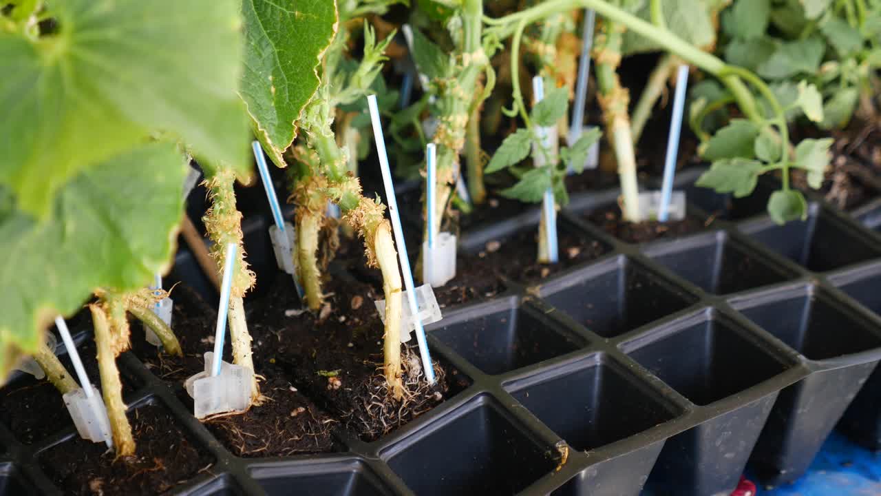 Grafted vegetable seedlings in starter trays