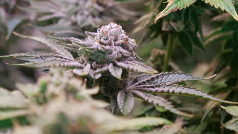 toma de plantas de cannabis que crecen en una carpa de cultivo durante la etapa de floración