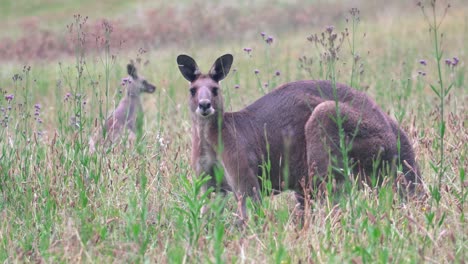 kangaroo looking at the camera surrounded with plants during daytime at hunter valley, australia - close up shot