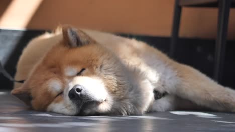chow chow durmiente
