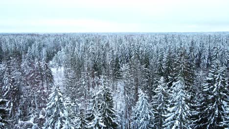 Drone-Del-Bosque-De-Invierno-Estonia-Volando-Hacia-Arriba