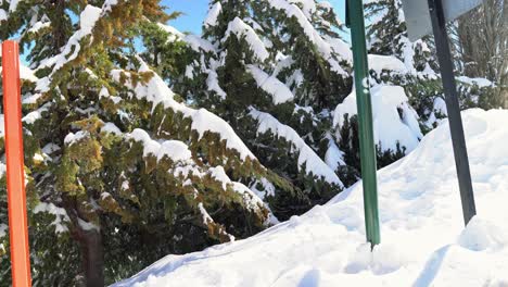 panoramic view of snow and trees with snow accumulation, pines on a sunny day