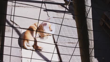 Verlassener-Hund-In-Einem-Tierheim-Eingesperrt