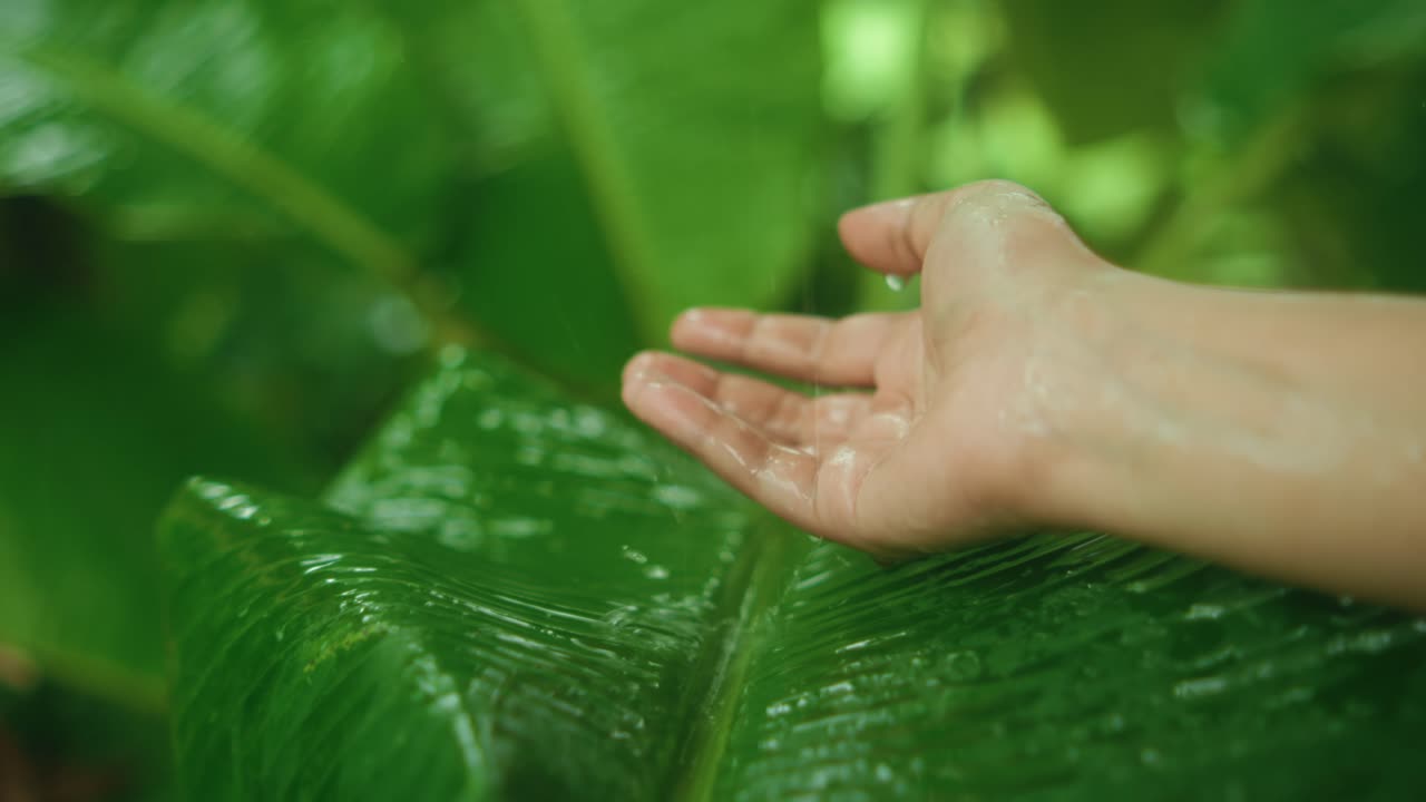 Hand touching a wet green leaf, symbolizing nature connection