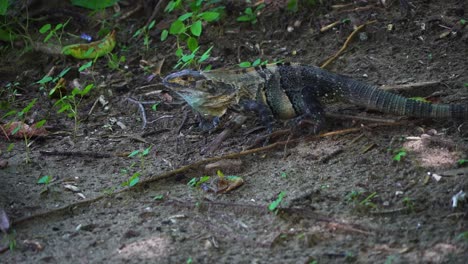 iguana verde camina y saca la lengua