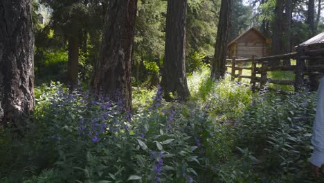 Low-angle-medium-view-of-asian-woman-hiking-through-meadow-of-tall-purple-lavender-flowers-in-xinjiang-china