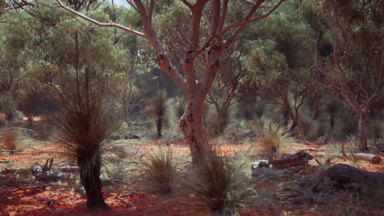 오스트레일리아 아웃백 부시 (australian outback bush)