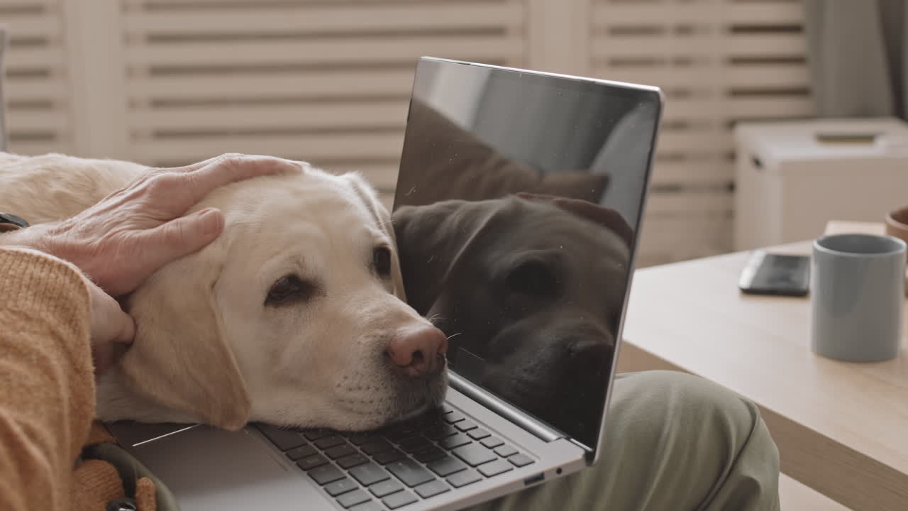 Close-Up of Cute Labrador Retriever Lying on Laptop Keyboard