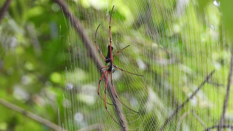 orbe-tejedores de seda dorada en telaraña.