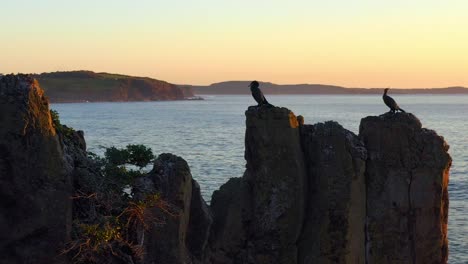 Cormoranes-Que-Anidan-En-La-Cima-De-Las-Rocas-De-La-Catedral-Cerca-De-La-Ciudad-Costera-En-Kiama-Downs,-Nueva-Gales-Del-Sur,-Australia---Toma-Aérea