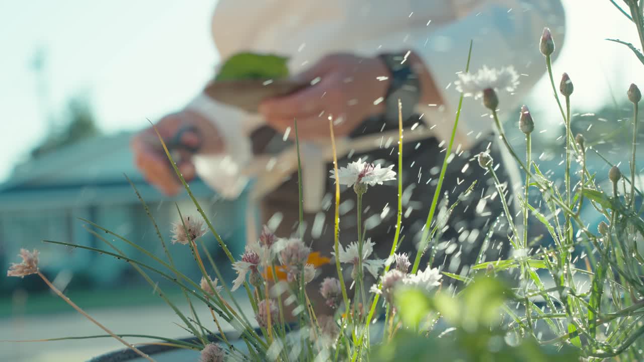 A static shot of a chef carefully cutting pieces of fresh produce from their home garden, showcasing the connection between gardening and cooking for a farm-to-table experience.
