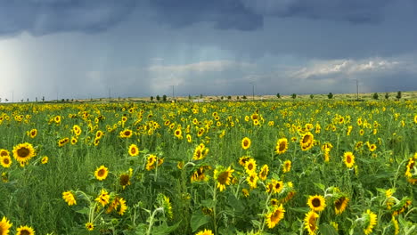 Campo-De-Girasol-Granja-Tormenta-Lluvia-En-La-Montaña-Rocosa-Rango-Frontal-Llanuras-Horizonte-Soleado-Cielo-Azul-Pintoresco-Aeropuerto-Internacional-De-Denver-Norteamericano-Estados-Unidos-Colorado-Kansas-Nebraska-Pan-Izquierda