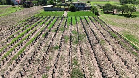 Panoramic-flight-across-agave-fields-in-heart-of-Oaxaca