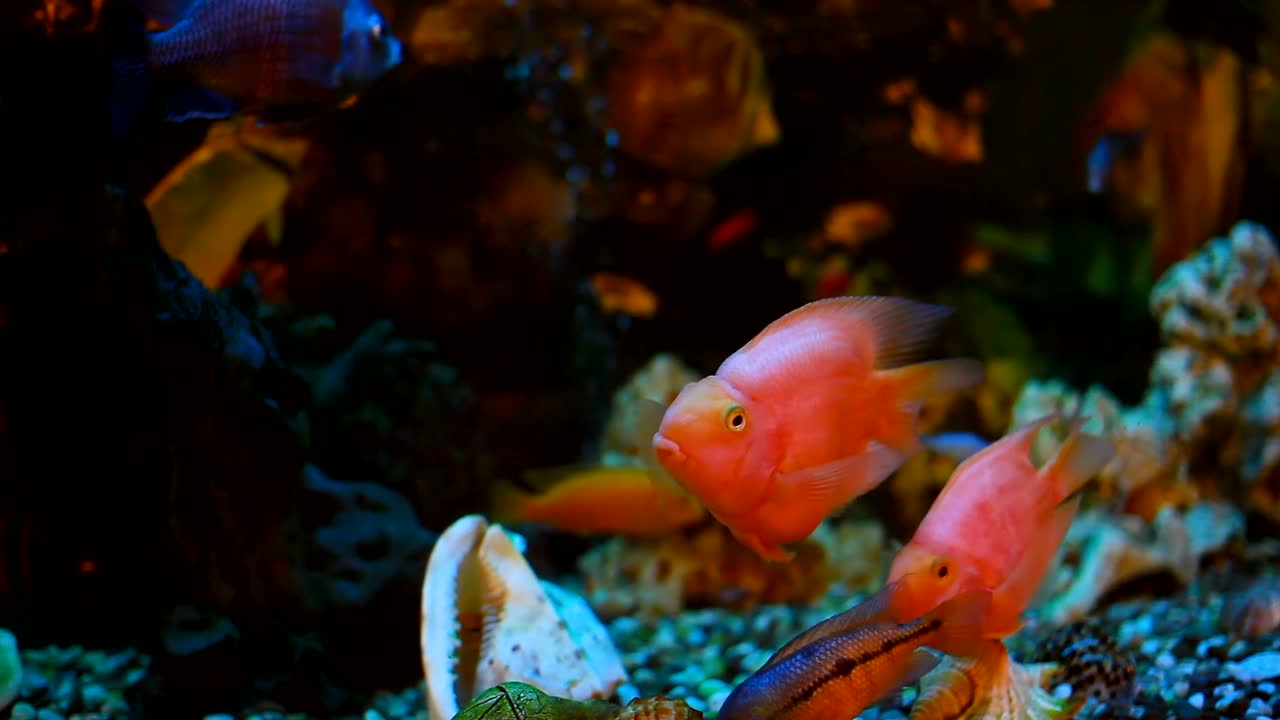 peces exóticos en un acuario