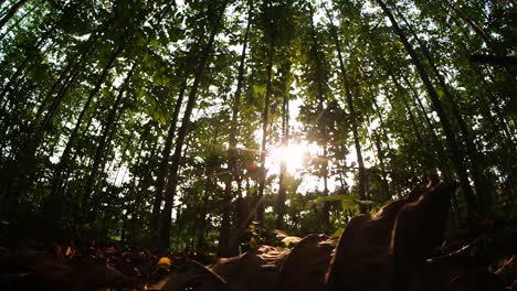 oreground dry leaves and sunlight through the trees
