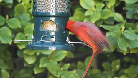 Cerrar-El-Retrato-Del-Cardenal-Rojo-Del-Norte,-Alimentándose-En-El-Patio-Trasero-Urbano