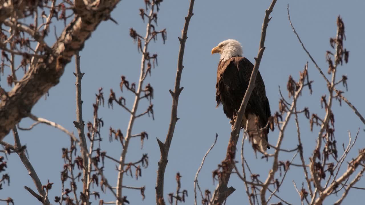 A bald eagle sits regally atop a barren tree branch, surveying its surroundings with keen eyes, with the blue expanse of the sky creating a serene backdrop