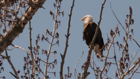 Un-águila-Calva-Se-Posa-Majestuosamente-Sobre-La-Rama-De-Un-árbol-Estéril,-Contemplando-Sus-Alrededores-Con-Ojos-Penetrantes,-Con-La-Extensión-Azul-Del-Cielo-Creando-Un-Telón-De-Fondo-Sereno