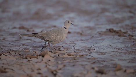 Eurasian-collared-dove