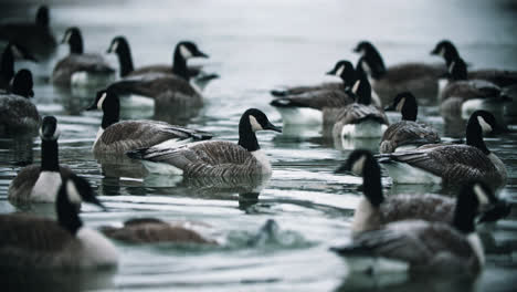 flock of wild canadian geese bathing and splashing in icy lake water